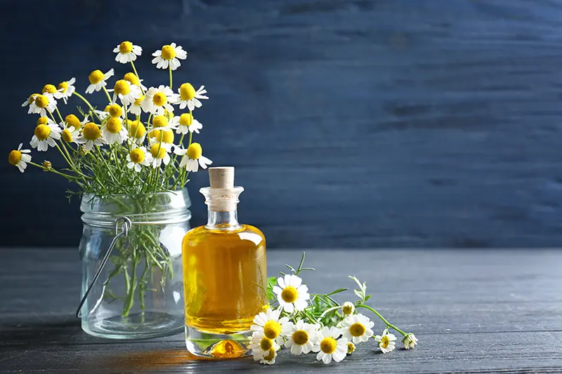 chamomile-essential-oil