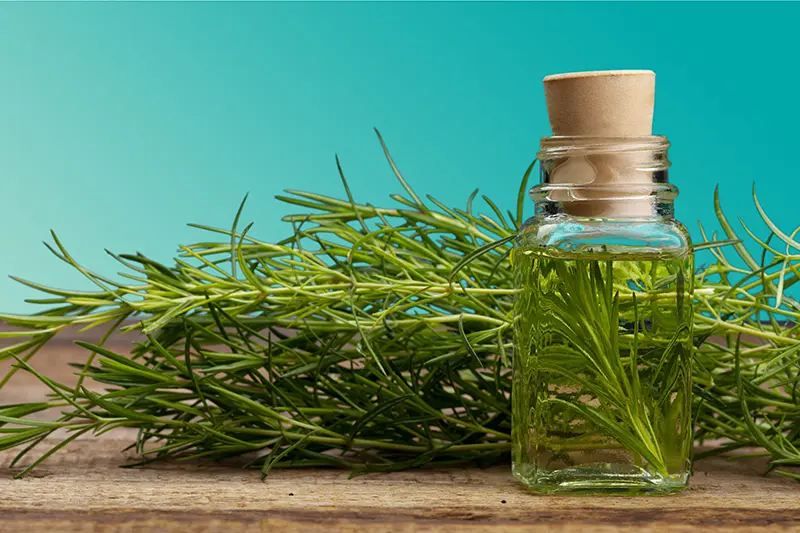 rosemary-essential-oil